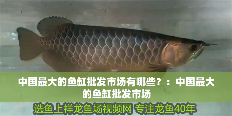中國最大的魚缸批發市場有哪些？：中國最大的魚缸批發市場