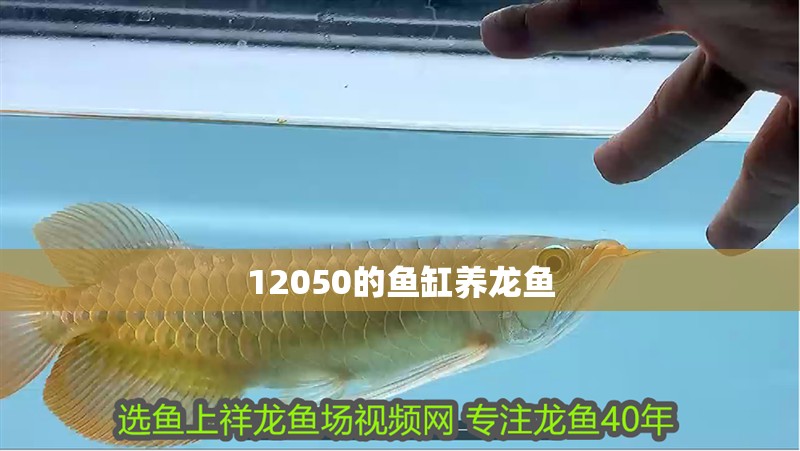 12050的魚缸養(yǎng)龍魚