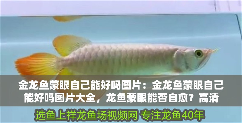 金龍魚蒙眼自己能好嗎圖片：金龍魚蒙眼自己能好嗎圖片大全，龍魚蒙眼能否自愈？高清 金龍魚蒙眼自己能好嗎圖片：金龍魚蒙眼自己能好嗎圖片大全，龍魚蒙眼能否自愈？高清 水族問答