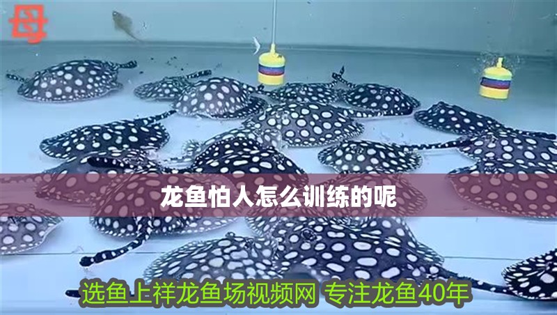 龍魚怕人怎么訓(xùn)練的呢 龍魚百科 龍魚怕人怎么訓(xùn)練的呢 龍魚怕人怎么訓(xùn)練的呢 龍魚百科