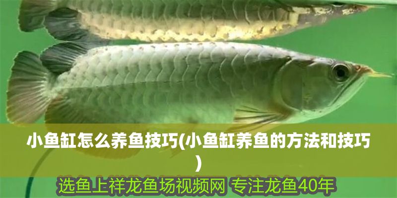 小魚缸怎么養(yǎng)魚技巧(小魚缸養(yǎng)魚的方法和技巧)