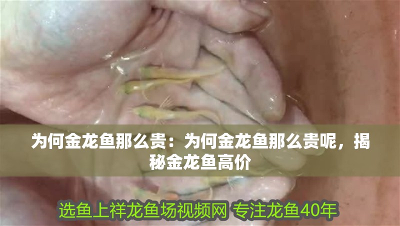 為何金龍魚那么貴：為何金龍魚那么貴呢，揭秘金龍魚高價