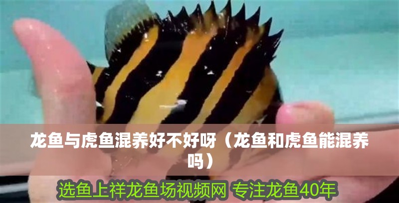 龍魚與虎魚混養好不好呀（龍魚和虎魚能混養嗎）