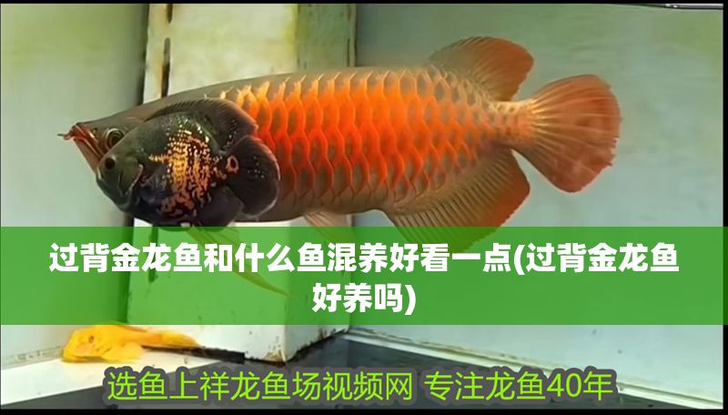 過背金龍魚和什么魚混養(yǎng)好看一點(過背金龍魚好養(yǎng)嗎)