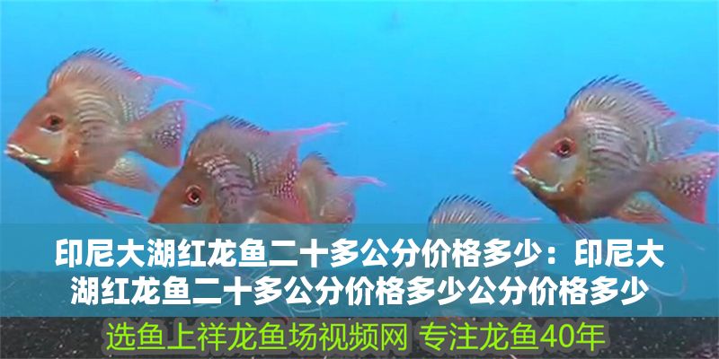 印尼大湖紅龍魚二十多公分價格多少：印尼大湖紅龍魚二十多公分價格多少公分價格多少