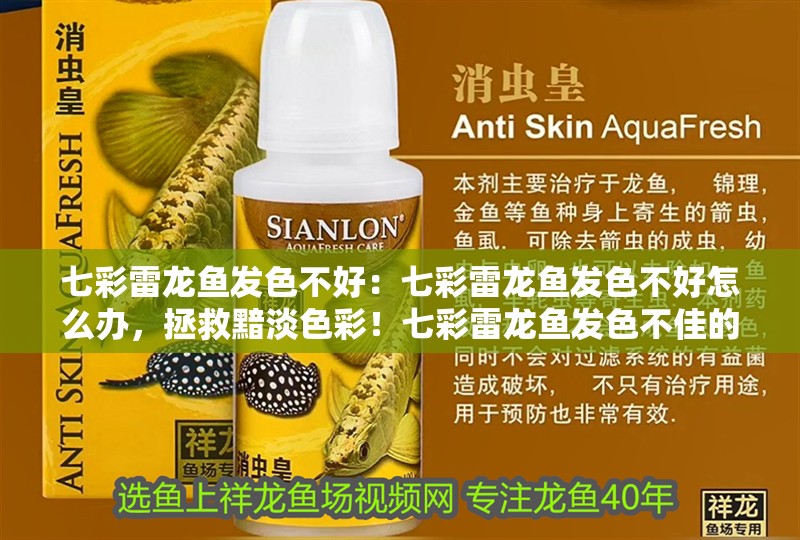 七彩雷龍魚發(fā)色不好：七彩雷龍魚發(fā)色不好怎么辦，拯救黯淡色彩！七彩雷龍魚發(fā)色不佳的應(yīng)對