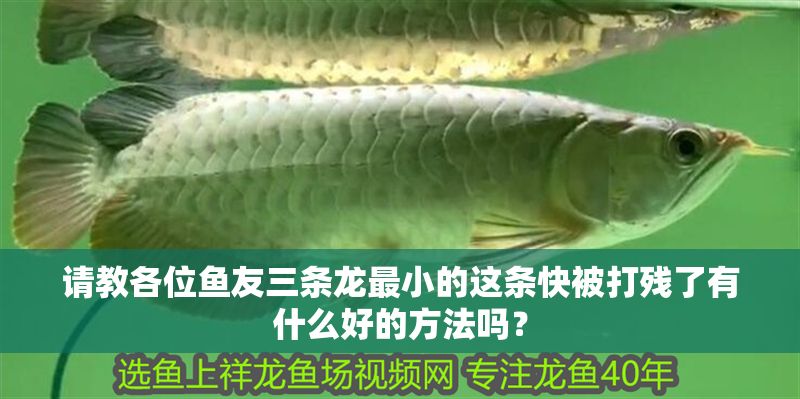 請教各位魚友三條龍最小的這條快被打殘了有什么好的方法嗎？