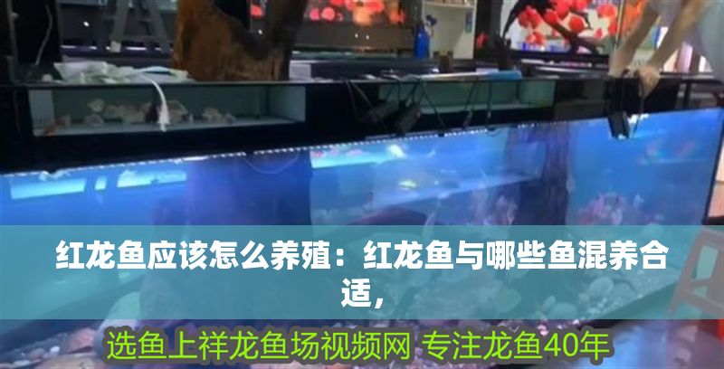 紅龍魚(yú)應(yīng)該怎么養(yǎng)殖：紅龍魚(yú)與哪些魚(yú)混養(yǎng)合適，
