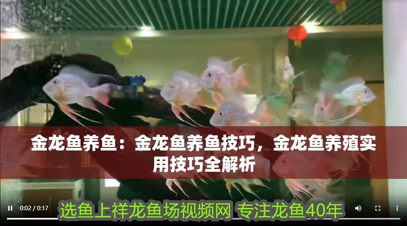 金龍魚養魚：金龍魚養魚技巧，金龍魚養殖實用技巧全解析