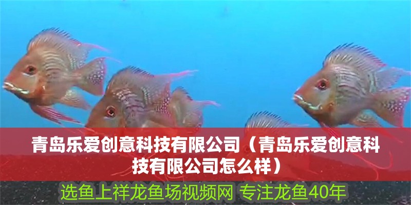 青島樂愛創意科技有限公司（青島樂愛創意科技有限公司怎么樣）