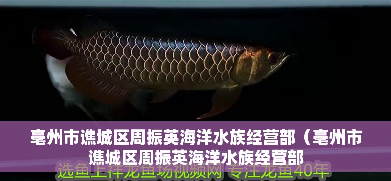 亳州市譙城區周振英海洋水族經營部（亳州市譙城區周振英海洋水族經營部
