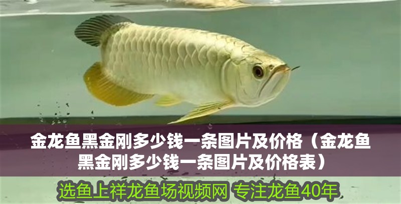 金龍魚黑金剛多少錢一條圖片及價格（金龍魚黑金剛多少錢一條圖片及價格表）