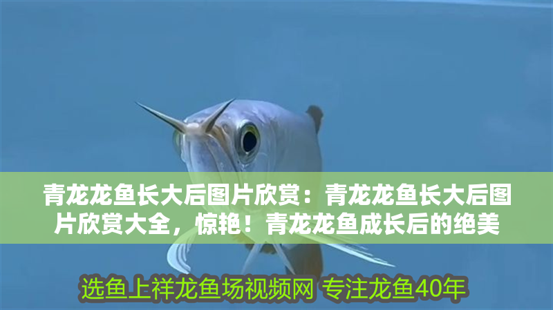 青龍龍魚(yú)長(zhǎng)大后圖片欣賞：青龍龍魚(yú)長(zhǎng)大后圖片欣賞大全，驚艷！青龍龍魚(yú)成長(zhǎng)后的絕美