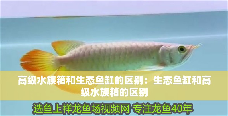 高級水族箱和生態魚缸的區別：生態魚缸和高級水族箱的區別