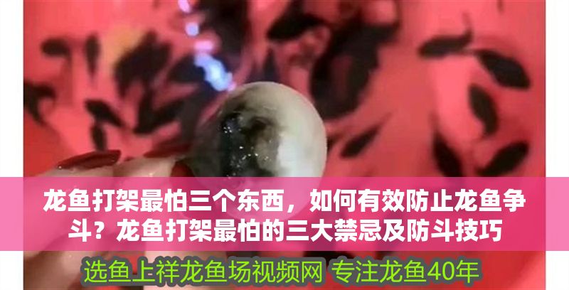 龍魚打架最怕三個東西，如何有效防止龍魚爭斗？龍魚打架最怕的三大禁忌及防斗技巧