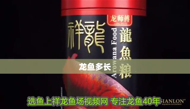 龍魚多長