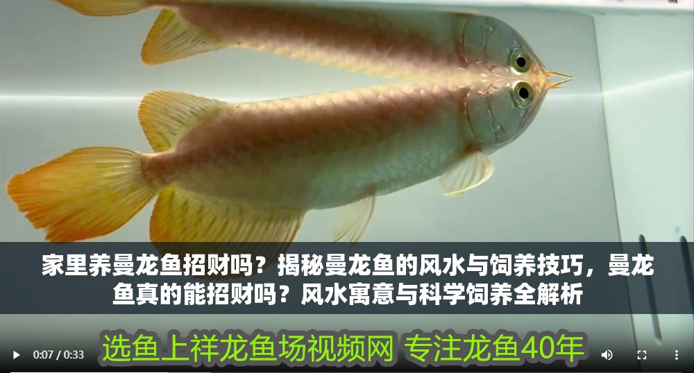 家里養曼龍魚招財嗎？揭秘曼龍魚的風水與飼養技巧，曼龍魚真的能招財嗎？風水寓意與科學飼養全解析