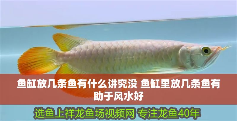 魚缸放幾條魚有什么講究沒 魚缸里放幾條魚有助于風(fēng)水好