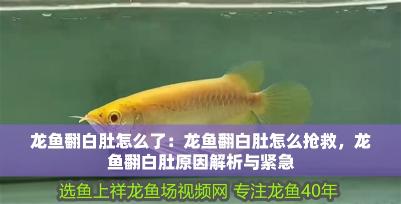 龍魚翻白肚怎么了：龍魚翻白肚怎么搶救，龍魚翻白肚原因解析與緊急