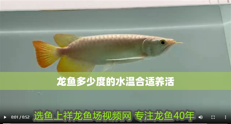龍魚多少度的水溫合適養活