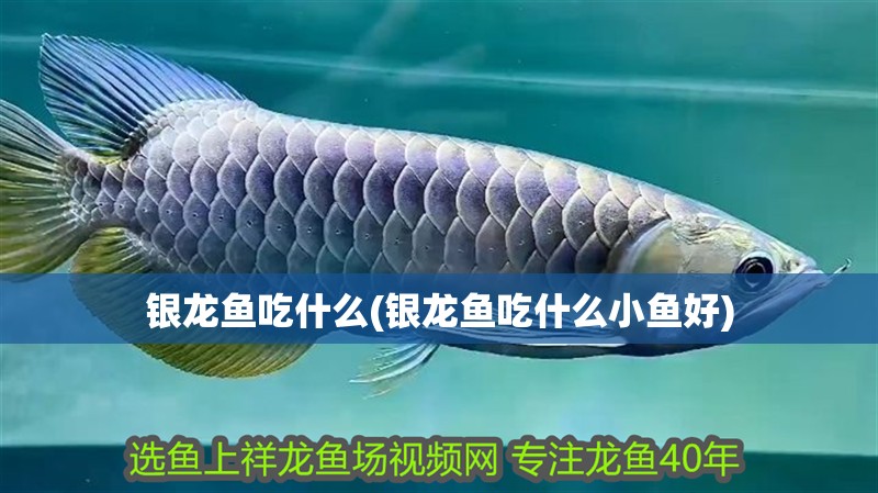 銀龍魚吃什么(銀龍魚吃什么小魚好)