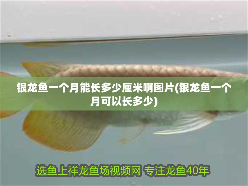 銀龍魚一個月能長多少厘米啊圖片(銀龍魚一個月可以長多少)