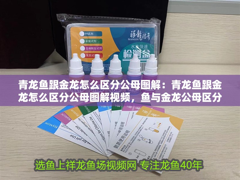 青龍魚跟金龍怎么區分公母圖解：青龍魚跟金龍怎么區分公母圖解視頻，魚與金龍公母區分圖解