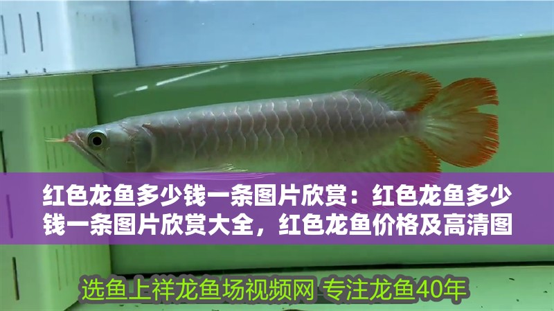 紅色龍魚多少錢一條圖片欣賞：紅色龍魚多少錢一條圖片欣賞大全，紅色龍魚價格及高清圖片大全