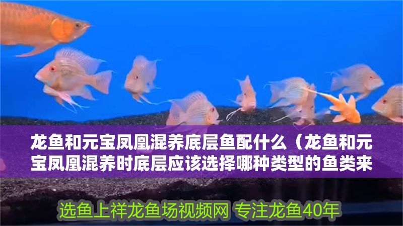 龍魚和元寶鳳凰混養(yǎng)底層魚配什么（龍魚和元寶鳳凰混養(yǎng)時(shí)底層應(yīng)該選擇哪種類型的魚類來維持生態(tài)平衡）