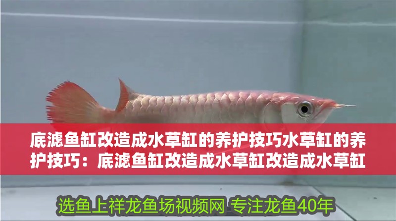 底濾魚(yú)缸改造成水草缸的養(yǎng)護(hù)技巧水草缸的養(yǎng)護(hù)技巧：底濾魚(yú)缸改造成水草缸改造成水草缸的養(yǎng)護(hù)技巧和注意事項(xiàng)