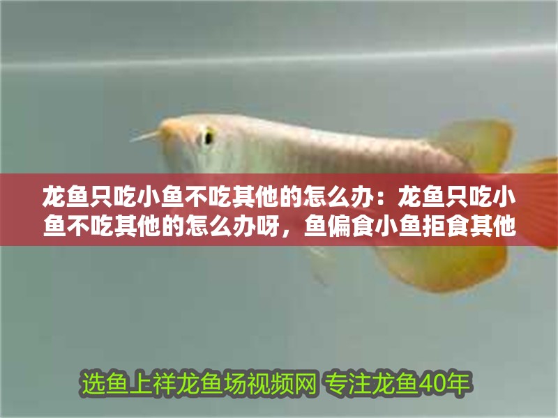 龍魚只吃小魚不吃其他的怎么辦：龍魚只吃小魚不吃其他的怎么辦呀，魚偏食小魚拒食其他食物該如何