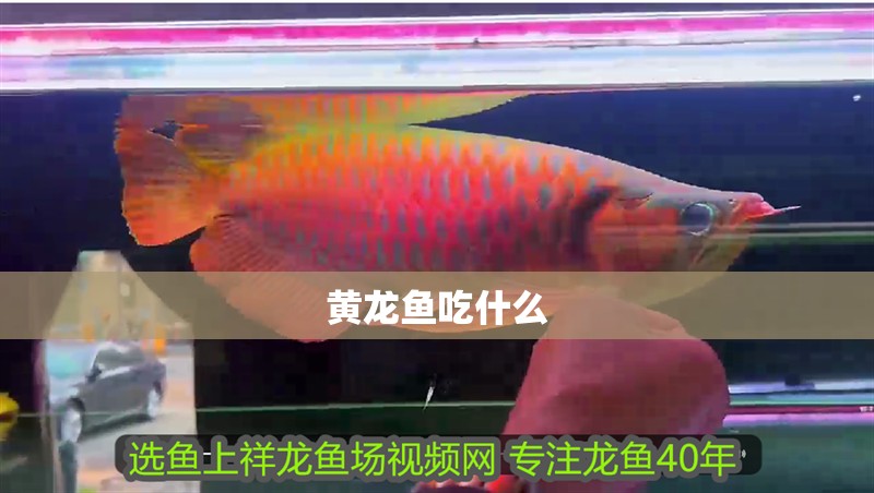 黃龍魚吃什么