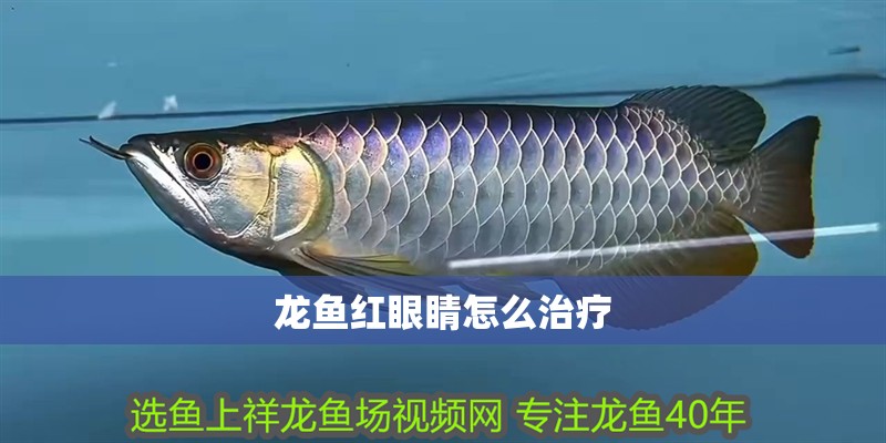 龍魚紅眼睛怎么治療