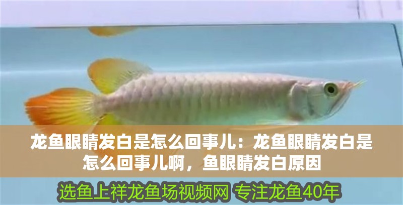 龍魚眼睛發(fā)白是怎么回事兒：龍魚眼睛發(fā)白是怎么回事兒啊，魚眼睛發(fā)白原因