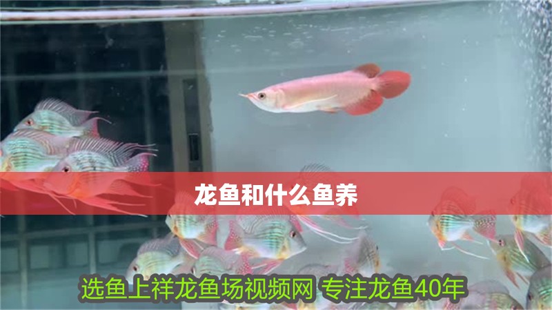 龍魚和什么魚養