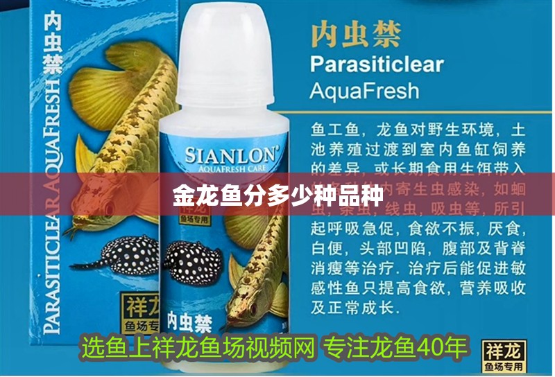 金龍魚分多少種品種