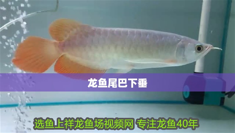 龍魚尾巴下垂
