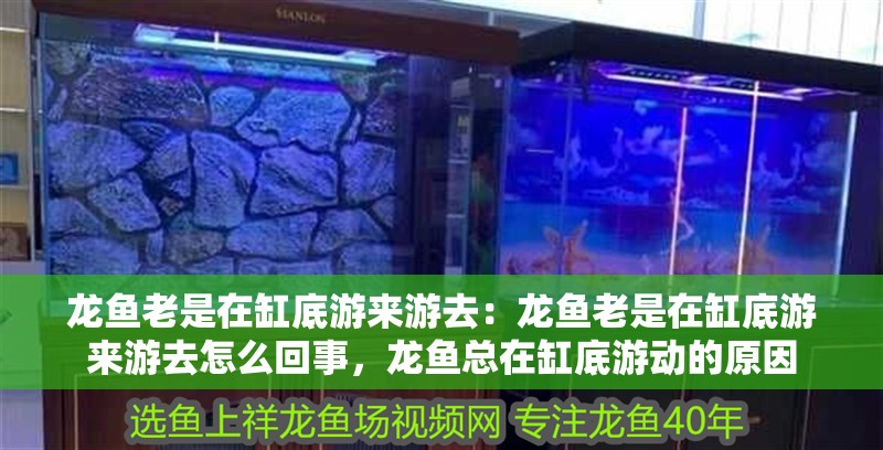 龍魚老是在缸底游來游去：龍魚老是在缸底游來游去怎么回事，龍魚總在缸底游動(dòng)的原因