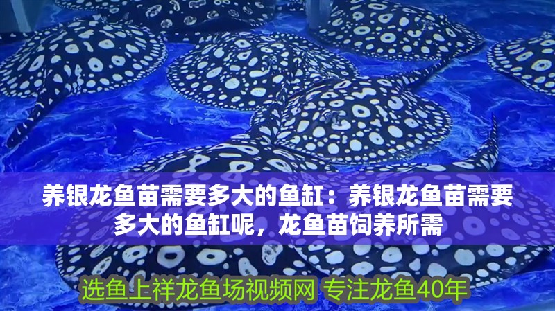 養銀龍魚苗需要多大的魚缸：養銀龍魚苗需要多大的魚缸呢，龍魚苗飼養所需