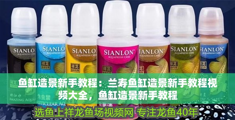 魚(yú)缸造景新手教程：蘭壽魚(yú)缸造景新手教程視頻大全，魚(yú)缸造景新手教程