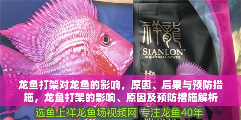 龍魚打架對龍魚的影響，原因、后果與預防措施，龍魚打架的影響、原因及預防措施解析