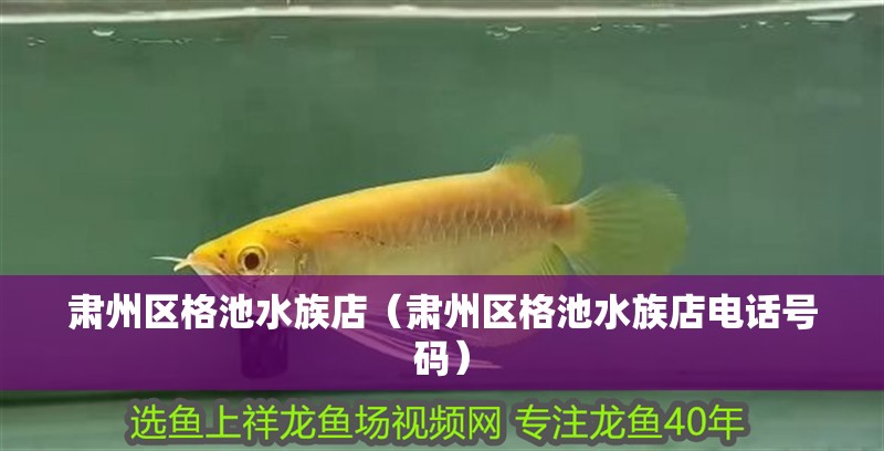 肅州區格池水族店（肅州區格池水族店電話號碼）
