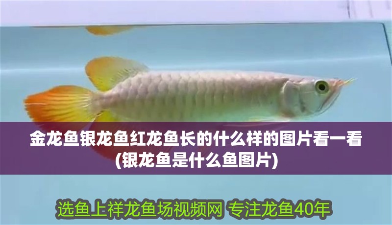 金龍魚銀龍魚紅龍魚長的什么樣的圖片看一看(銀龍魚是什么魚圖片)