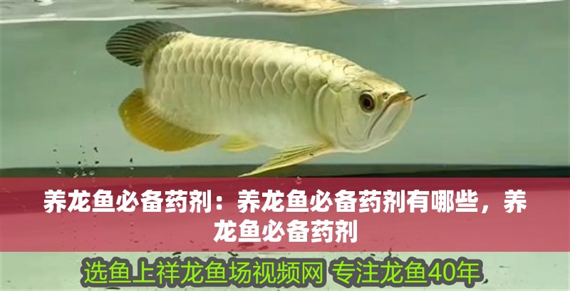 養(yǎng)龍魚必備藥劑：養(yǎng)龍魚必備藥劑有哪些，養(yǎng)龍魚必備藥劑