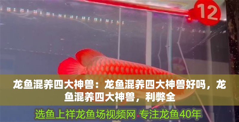 龍魚混養(yǎng)四大神獸：龍魚混養(yǎng)四大神獸好嗎，龍魚混養(yǎng)四大神獸，利弊全