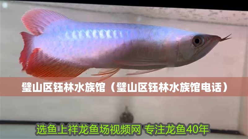 璧山區鈺林水族館（璧山區鈺林水族館電話）