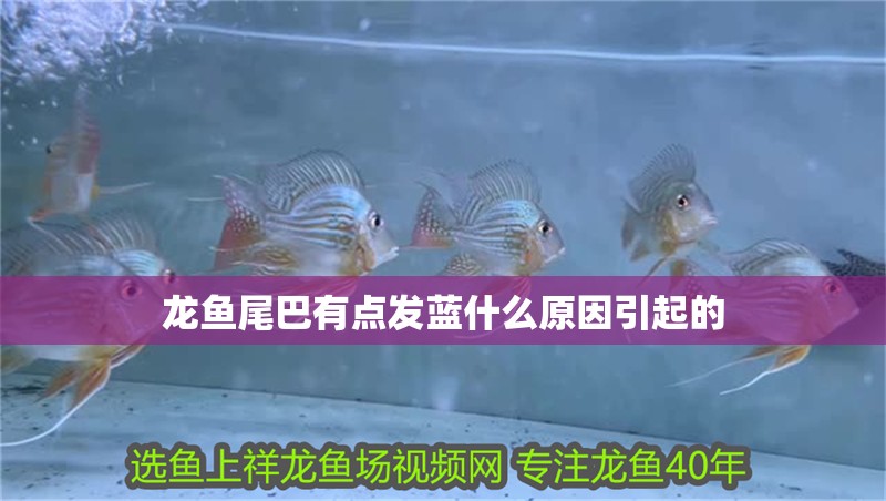 龍魚尾巴有點發(fā)藍(lán)什么原因引起的