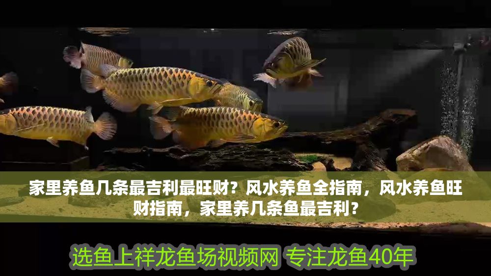 家里養魚幾條最吉利最旺財？風水養魚全指南，風水養魚旺財指南，家里養幾條魚最吉利？