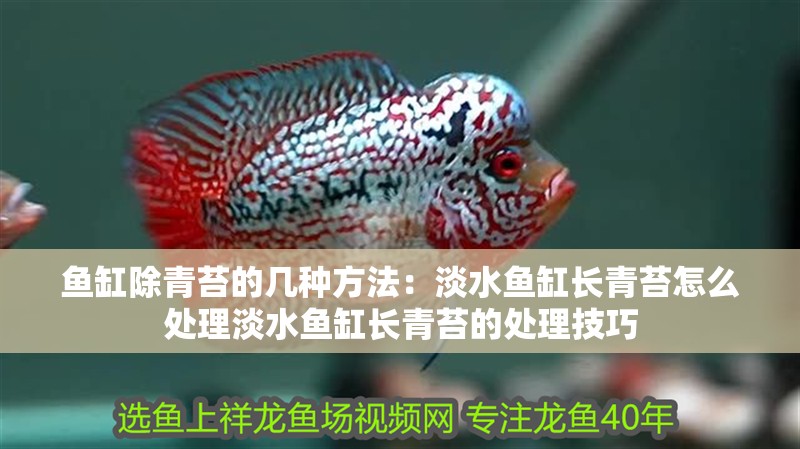 魚缸除青苔的幾種方法：淡水魚缸長青苔怎么處理淡水魚缸長青苔的處理技巧 魚缸除青苔的幾種方法：淡水魚缸長青苔怎么處理淡水魚缸長青苔的處理技巧 魚缸百科