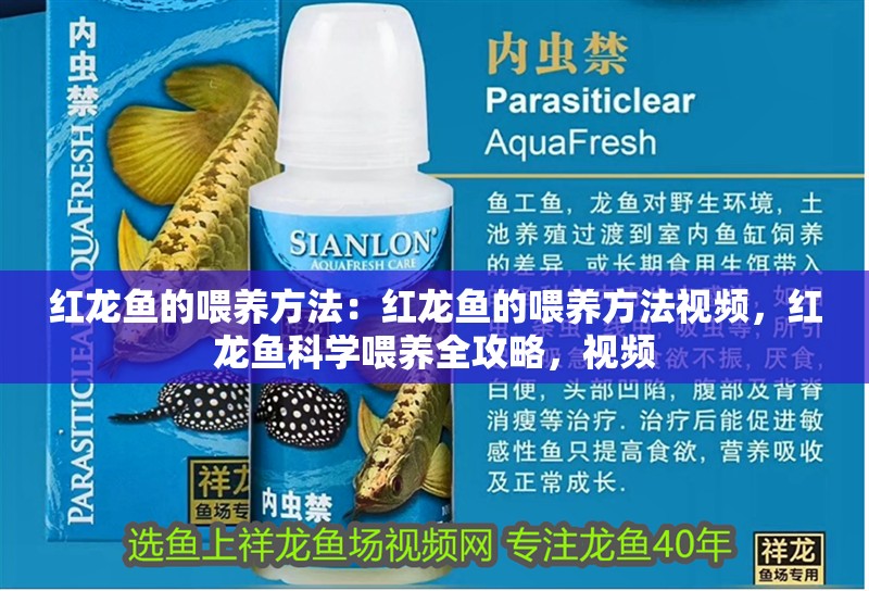 紅龍魚的喂養方法：紅龍魚的喂養方法視頻，紅龍魚科學喂養全攻略，視頻